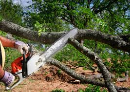 Professional Tree Services in Lake Lotawana, MO